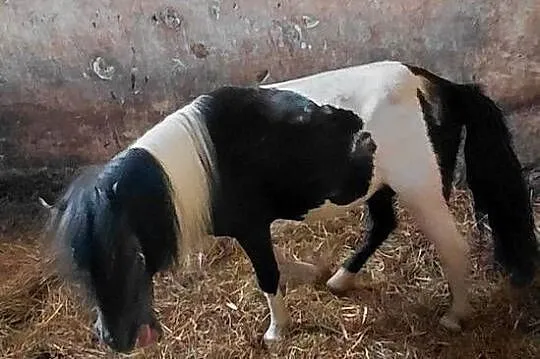 Koń Kuc Ogier 2lata, Lubelskie, Katarzyn
