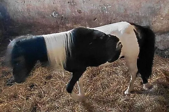 Koń Kuc Ogier 2lata, Lubelskie, Katarzyn