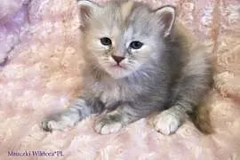 ŚLICZNA  DASZA  koteczka syberyjska z rodowodem,  , Częstochowa