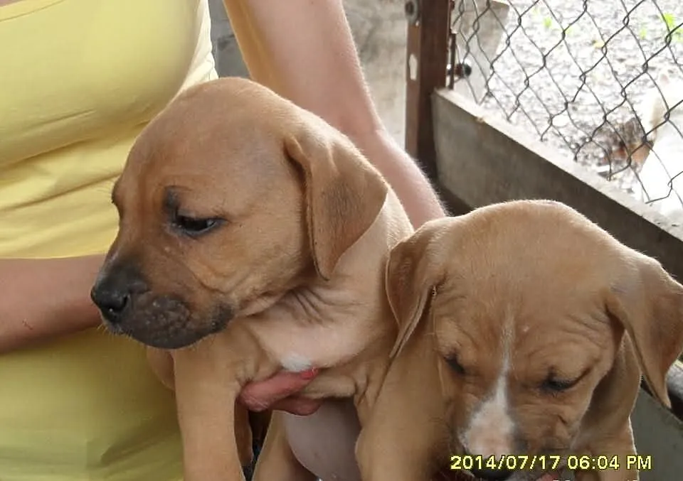 American Pitbull Terier