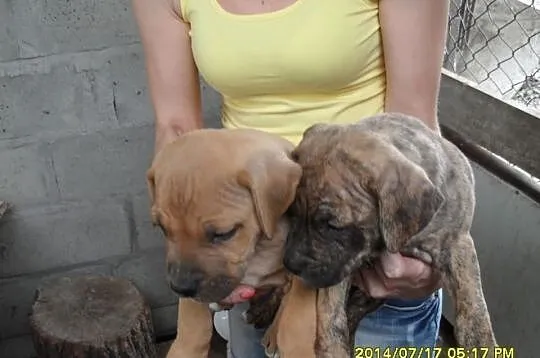 American Pitbull Terier