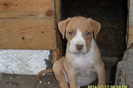 American Pitbull Terier