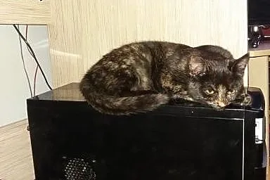 Adelka pół roczna kocica szuka domu,  lubelskie Dę