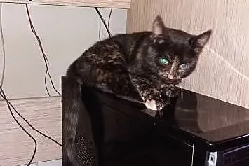 Adelka pół roczna kocica szuka domu,  lubelskie Dę