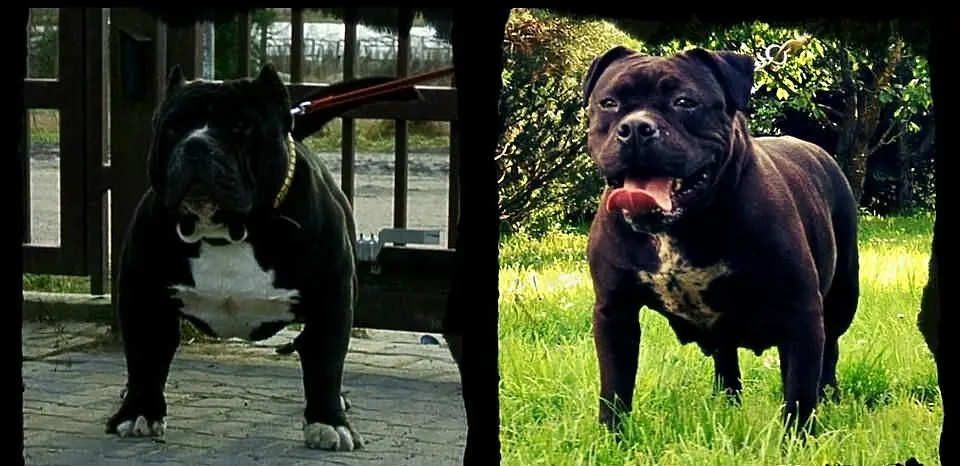American Bully