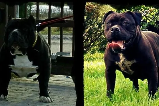 American Bully