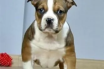 American Bully