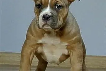 American Bully