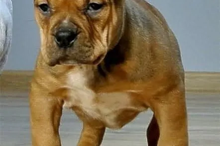 American Bully