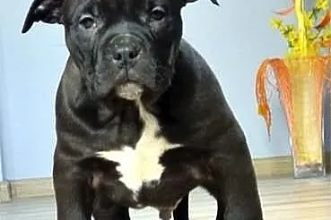 American Bully