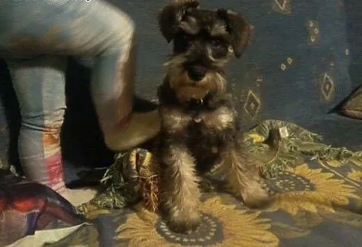 Pilnie oddam w super rĂŞce sunie sznaucera miniatu