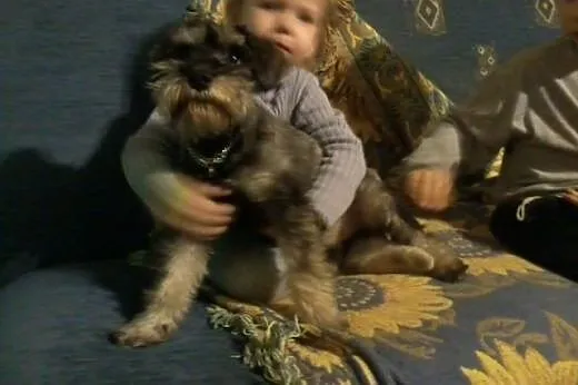 Pilnie oddam w super rĂŞce sunie sznaucera miniatu