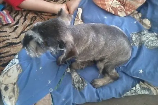 Pilnie oddam w super rĂŞce sunie sznaucera miniatu
