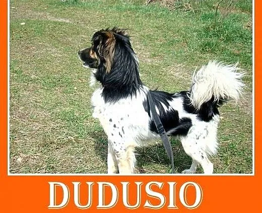 10kg,bardzo łagodny,rodzinny,grzeczny piesek DUDUŚ