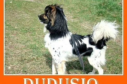 10kg,bardzo łagodny,rodzinny,grzeczny piesek DUDUŚ