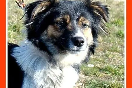 10kg,bardzo łagodny,rodzinny,grzeczny piesek DUDUŚ