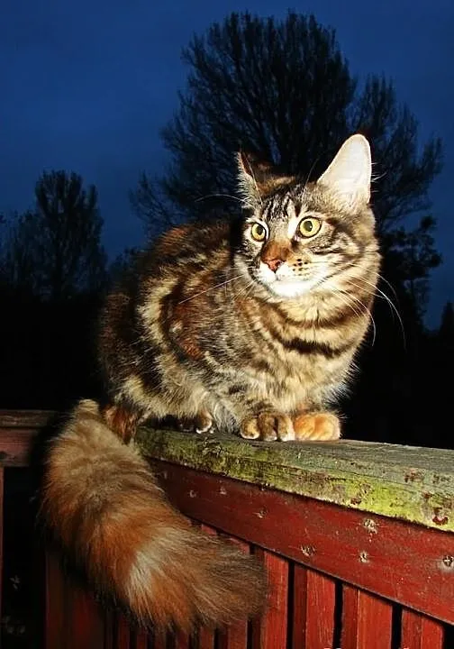 Koteczki Maine coon