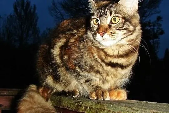 Koteczki Maine coon