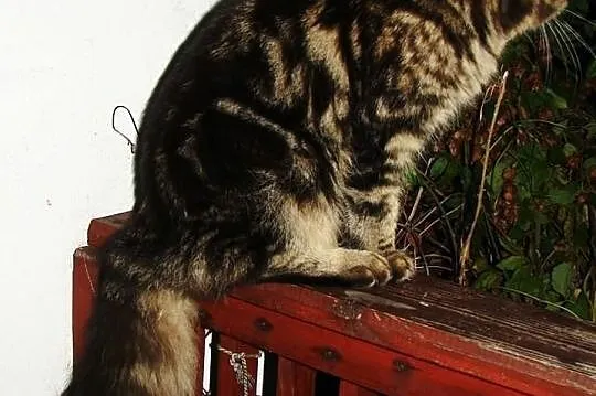 Koteczki Maine coon