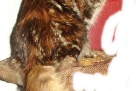 Koteczki Maine coon