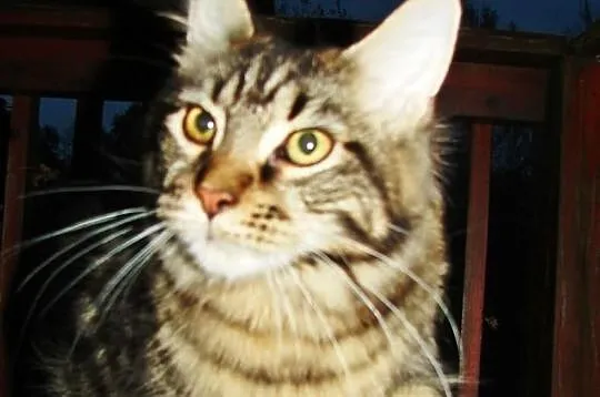 Koteczki Maine coon
