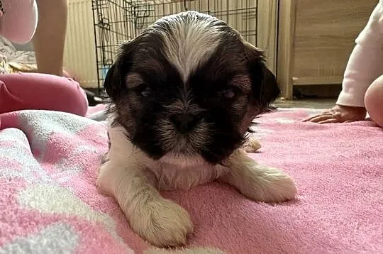 Suczka shih tzu