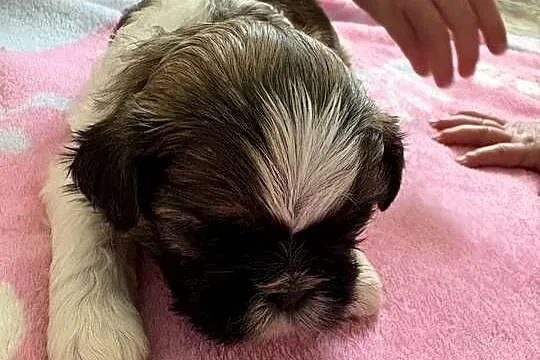 Suczka shih tzu, Mazowieckie, Lekowo