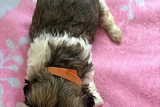 Suczka shih tzu, Mazowieckie, Lekowo