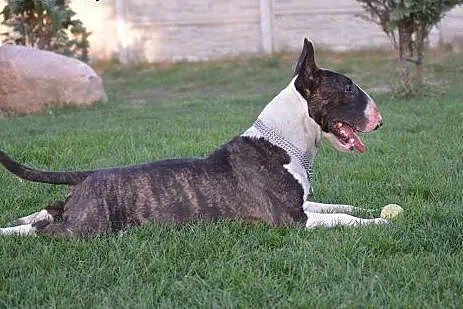 MONTY uroczy bullterier do adopcji ,  wielkopolskie Poznań