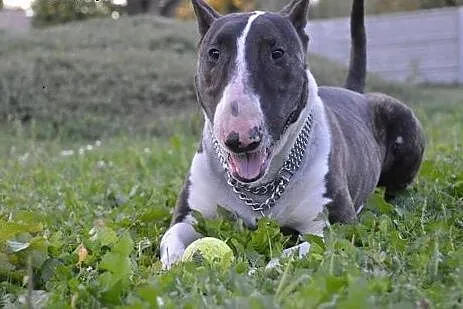 MONTY uroczy bullterier do adopcji ,  wielkopolski