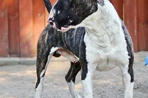 MONTY uroczy bullterier do adopcji ,  wielkopolski