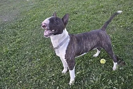 MONTY uroczy bullterier do adopcji ,  wielkopolski