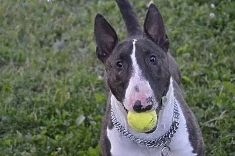 MONTY uroczy bullterier do adopcji ,  wielkopolski