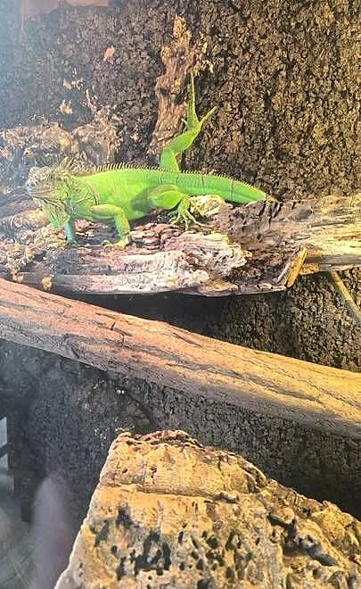 Legwan zielony Iguana, Wielkopolskie, Mrowino
