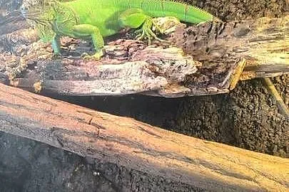 Legwan zielony Iguana, Wielkopolskie, Mrowino