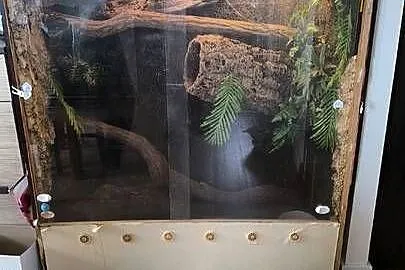 Legwan zielony Iguana, Wielkopolskie, Mrowino