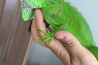 Legwan zielony Iguana, Wielkopolskie, Mrowino