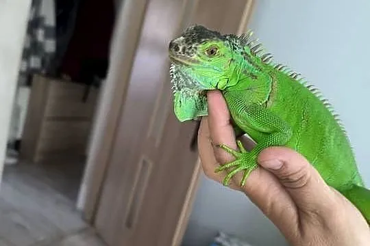 Legwan zielony Iguana, Wielkopolskie, Mrowino