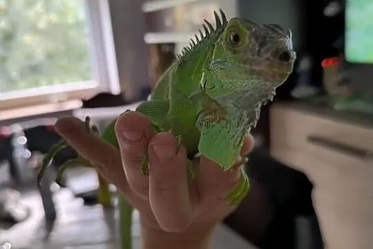 Legwan zielony Iguana, Wielkopolskie, Mrowino