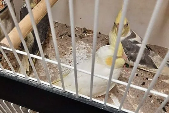 Nimfy zoltopolikowe i albino, Łódzkie, Łódź