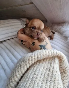 Cudowny piesek Chihuahua w kolorze brązowym o imieniu Dalwin, , Nowa Ruda