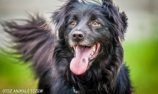 OTOZ Animals - Alfred - kochany, wesoły kudłacz cz
