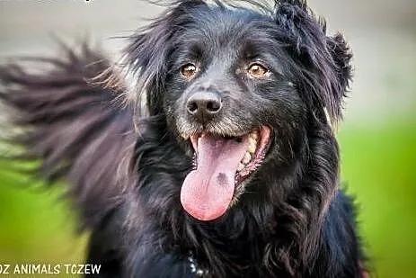 OTOZ Animals - Alfred - kochany, wesoły kudłacz cz