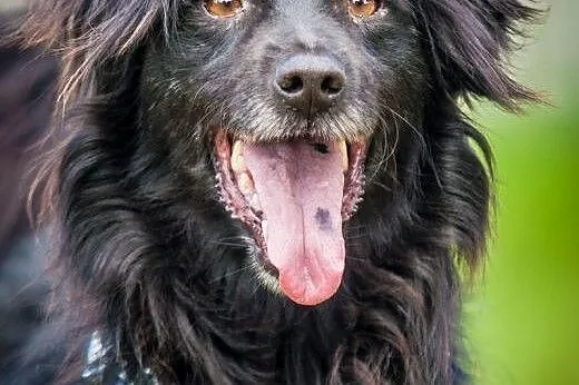 OTOZ Animals - Alfred - kochany, wesoły kudłacz cz