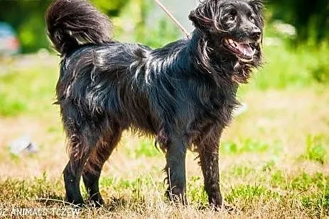 OTOZ Animals - Alfred - kochany, wesoły kudłacz cz