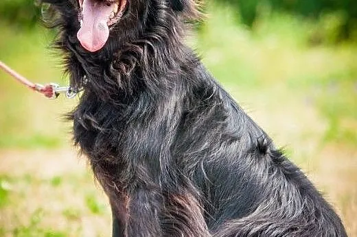 OTOZ Animals - Alfred - kochany, wesoły kudłacz cz