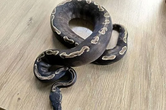 Pyton królewski GHI Mojave
