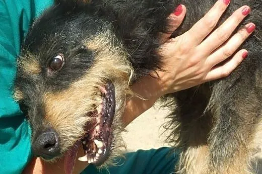 8 letni Baks - jesienią wniesie pełno radości do T