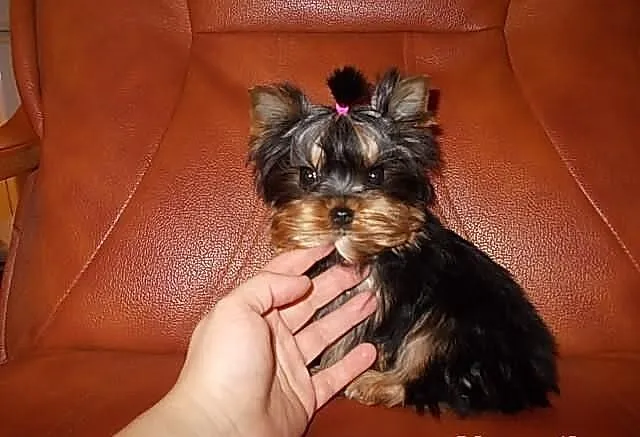 York*Yorki*Yorkshire Terrier*Prześliczne sunie 3,5