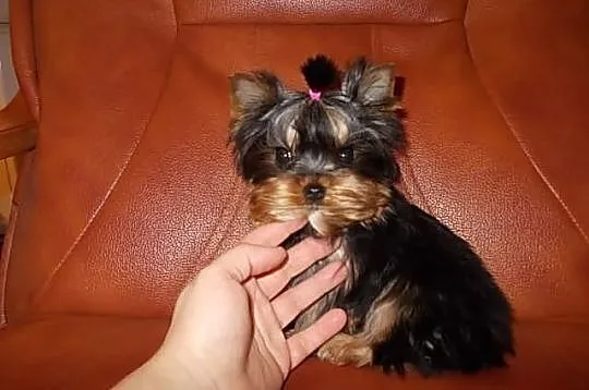 York*Yorki*Yorkshire Terrier*Prześliczne sunie 3,5